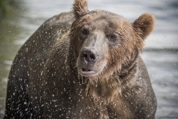 I pesci dell'orso bruno — Foto Stock