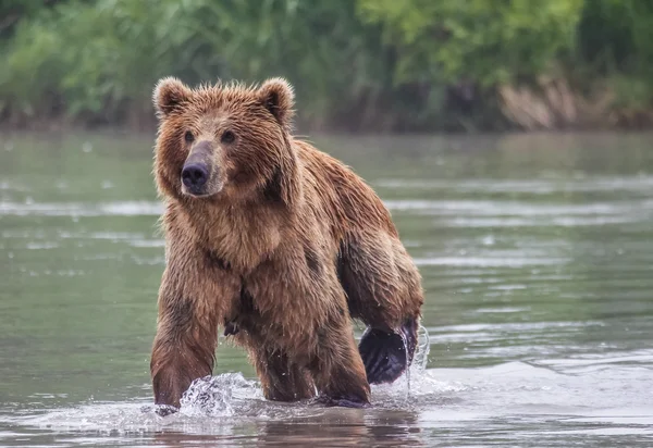 Ryby niedźwiedź brunatny Obrazy Stockowe bez tantiem