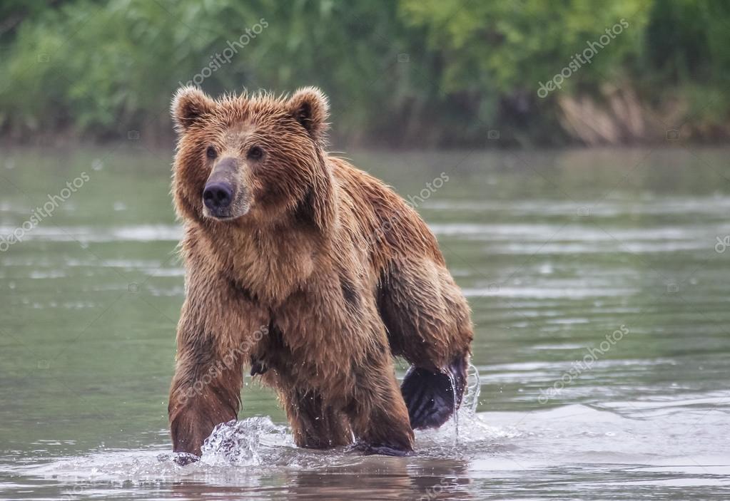 dmitry_ps