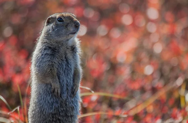 Der Braunbär fischt — Stockfoto