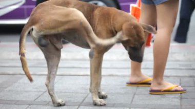 sokak köpeği