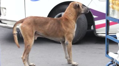 sokak köpeği
