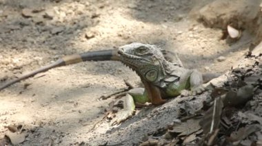 Iguana