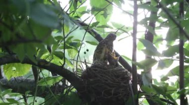 ouzel, kuş, iç içe