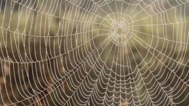 Web, çimen