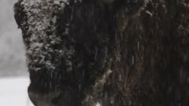 bizon kış