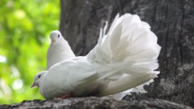 sevgi ve güvercinler