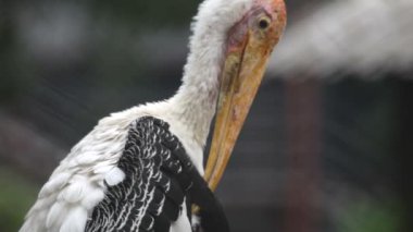 marabu