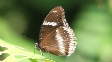 Kelebek yakın çekim