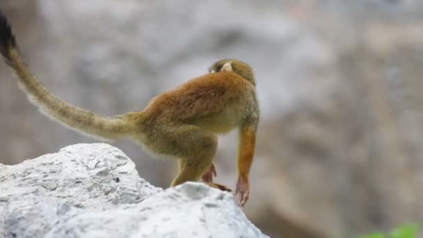 Squirrel monkey — Stockvideo