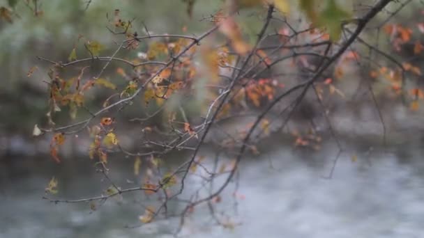 Hojas verdes. El río . — Vídeos de Stock