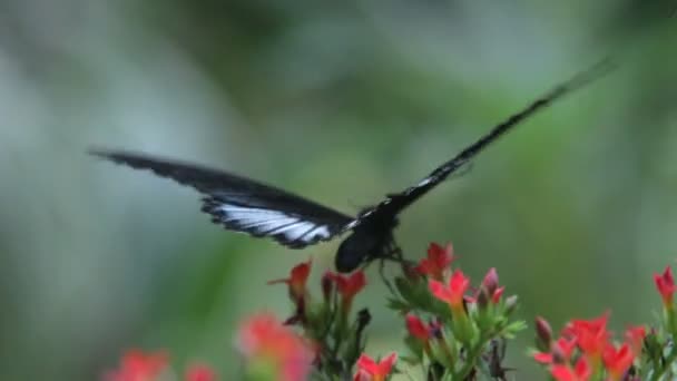 Borboleta perto — Vídeo de Stock