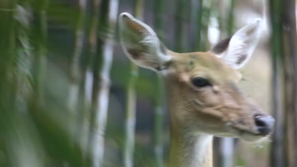 cerfs