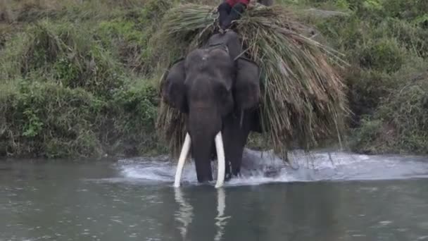 Asian elephant. Nepal. — Stock Video