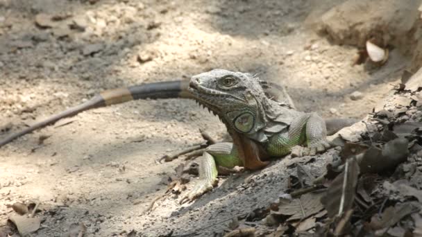 Iguana — Stok video