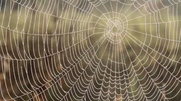 Web, трава — стокове відео