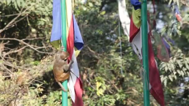 Macaco. Nepal . — Vídeo de Stock