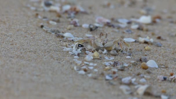 Caranguejo em uma areia — Vídeo de Stock