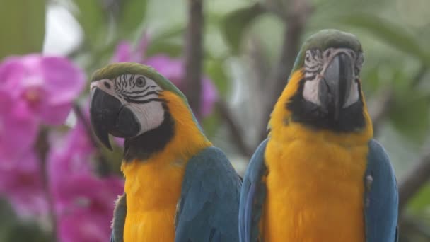 Parrots — Stock Video