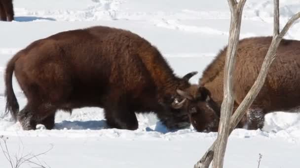 Bisonte en el invierno — Vídeos de Stock