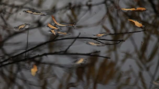 Feuilles dans l'eau — Video