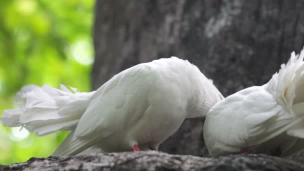 Love and pigeons — Stock Video