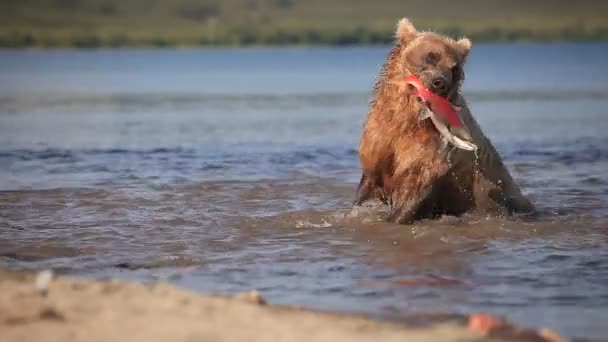 Beer eet een verse sockeye zalm — Stockvideo