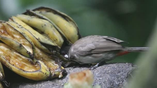 Aves tropicais comendo banana — Vídeo de Stock