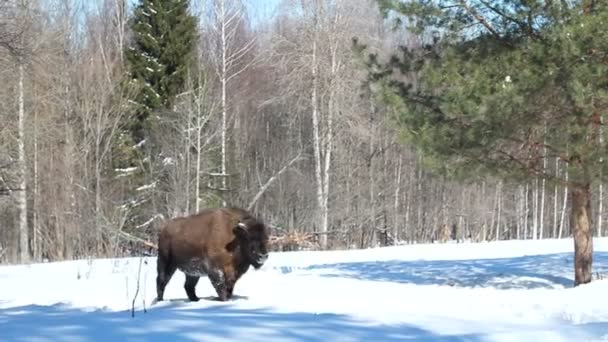 Bison in the winter — Stock Video