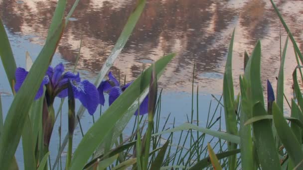 Trä blommor och dagg — Stockvideo