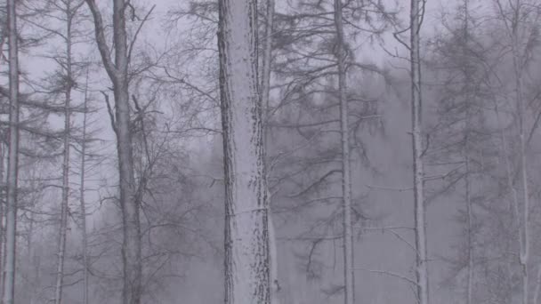 Blizzard in winter forest — Stockvideo