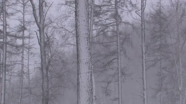 Blizzard dans la forêt d'hiver 