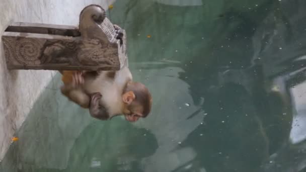 Monkey. Nepal. — Stock Video