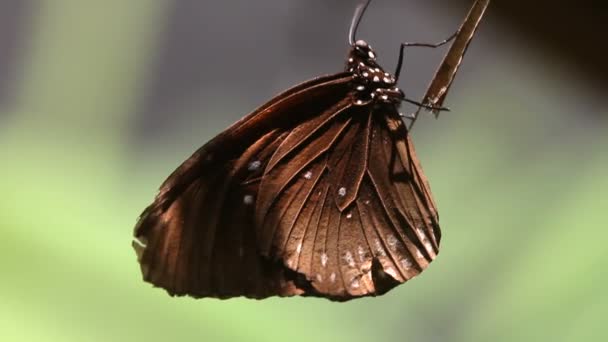 Mariposa de cerca — Vídeo de stock