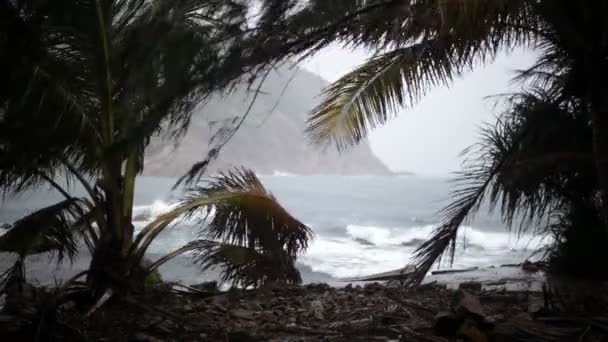 Cyklon, vinden, havet, tropikerna — Stockvideo