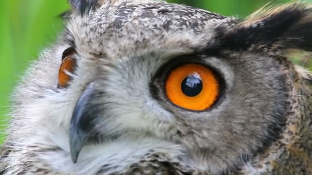 Eagle owl portrét