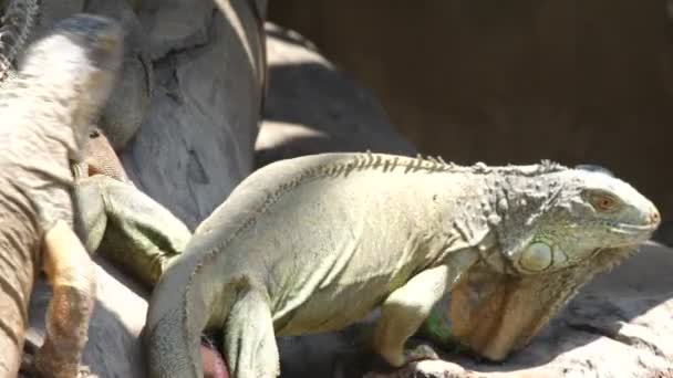 Iguana — Stockvideo