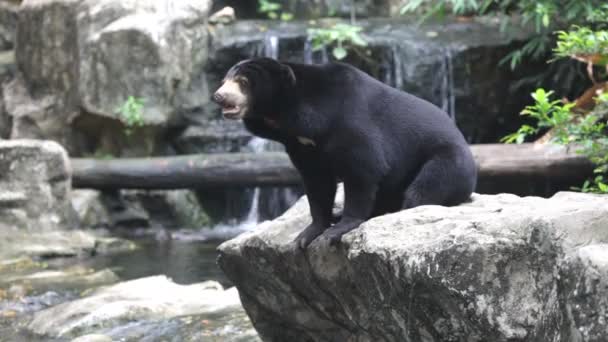 Aziatische zwarte beer — Stockvideo