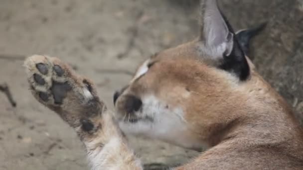 Caracal — Video