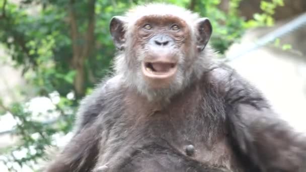 Chimpanzé em cativeiro — Vídeo de Stock