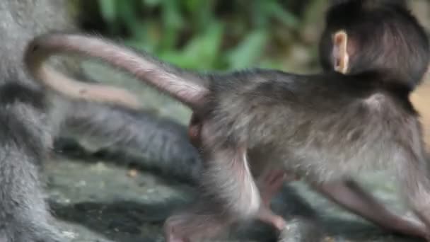 Singe et bébé 