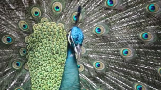 Peacock — Stock Video
