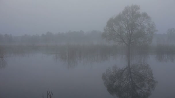 Fog. The wood river. — Stock Video