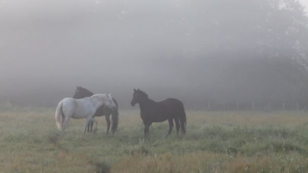 Horses — Stock Video
