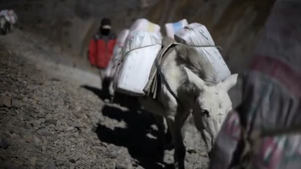 Burro em montanhas — Vídeo de Stock