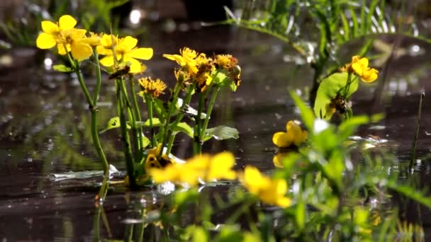 Flores, reflejos en el agua — Vídeo de stock