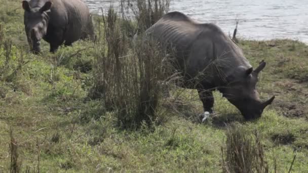 Indisches Spitzmaulnashorn im Royal Chitwan Nationalpark in Nepal — Stockvideo