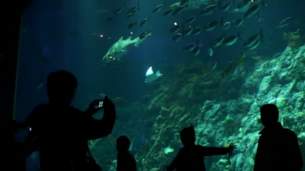 Big aquarium at oceanarium — Stock Video