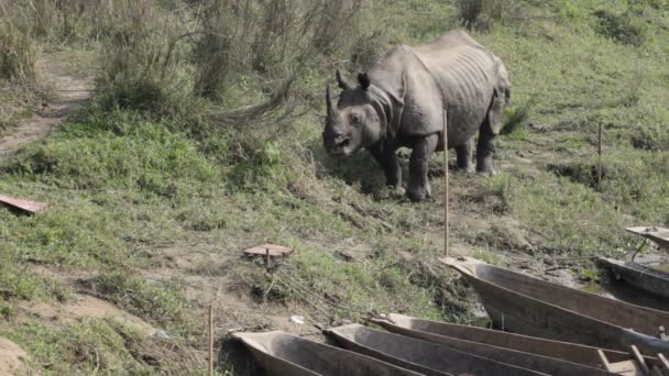 Indio rinoceronte con cuernos en el parque nacional Royal Chitwan en Nepal — Vídeo de stock