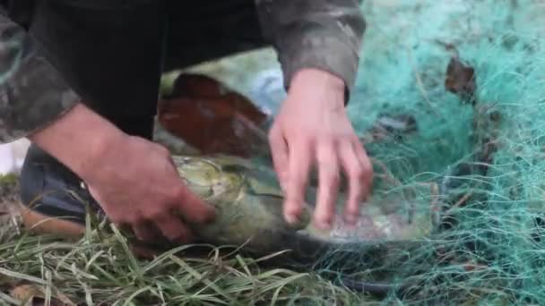 Removing fish from net — Stock Video